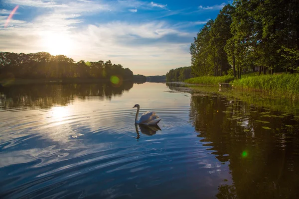 Cisne no lago — Fotografia de Stock