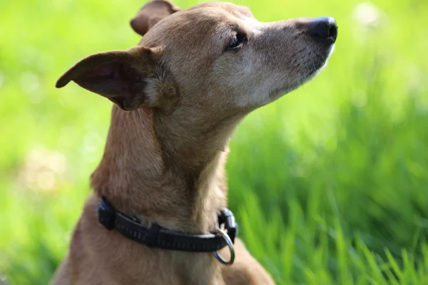 Lindo perro en verde hierba — Foto de Stock