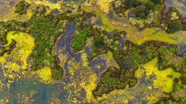 İspanya 'nın kuzeyindeki Cantabria kentindeki gelgit desenleri, kıvrımlı kanallar, algler ve dokulu sulak alanlar..