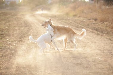 Köpekler sahada birlikte oynuyor.