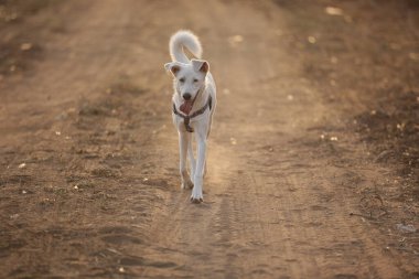 Beyaz köpek yakın çekim
