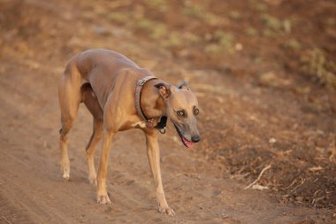 İtalyan Tazı sahada