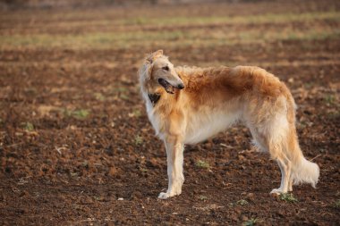 Rus Borzoi Tarlada