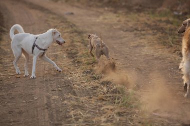 İtalyan Tazı sahada
