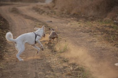 İtalyan Tazı sahada