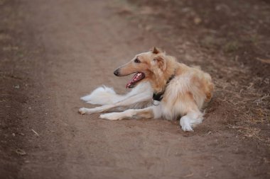Rus Borzoi Tarlada