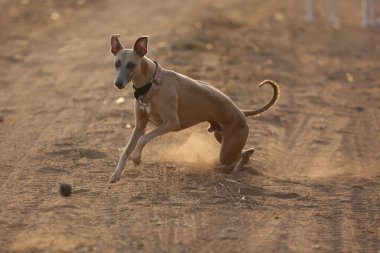 İtalyan Tazı sahada