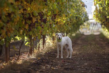 Beyaz Chanaan Köpeği Yakın plan