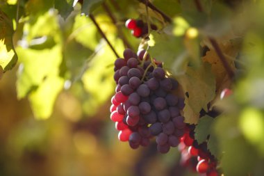 Sonbahar Üzümlerinde Asılı Kırmızı Üzümler