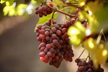 Sonbahar Üzümlerinde Asılı Kırmızı Üzümler