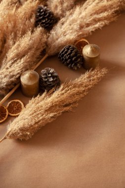 Pampas Çimenlerinin Dekoratif Dalları Yerde Ayarlandı