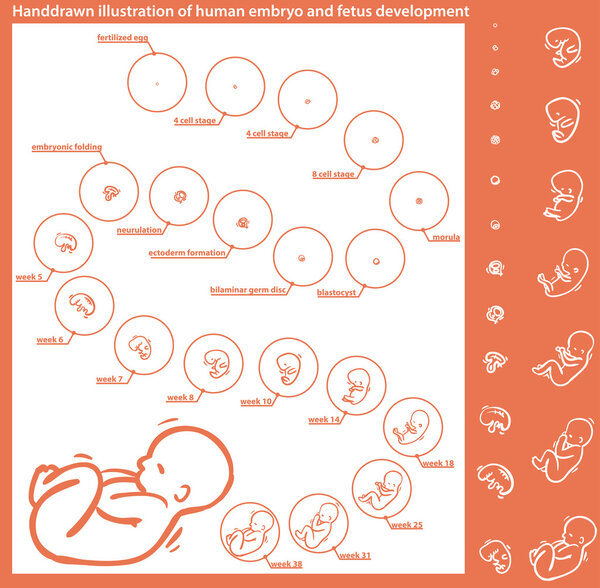 embryo development