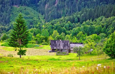 Ormandaki Forester kabin