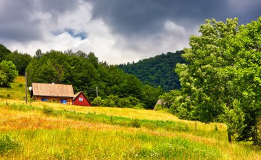 Ormandaki Forester kabin