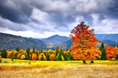 Görkemli particolored orman güneşli kiriş. Doğal park. DRA