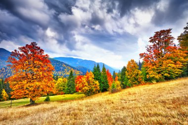 Görkemli particolored orman güneşli kiriş. Doğal park. DRA