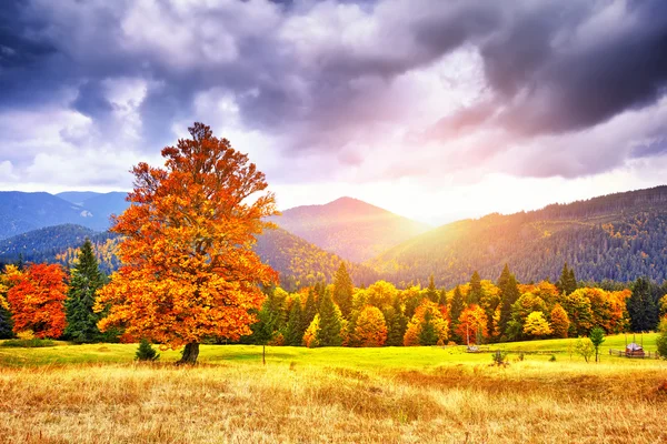 Majestueuze particolored bos met zonnige balken. Natuurpark. DRA — Stockfoto