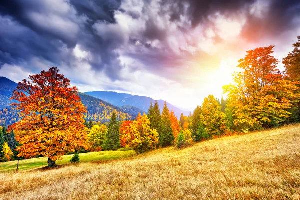 Majestueuze particolored bos met zonnige balken. Natuurpark. DRA — Stockfoto