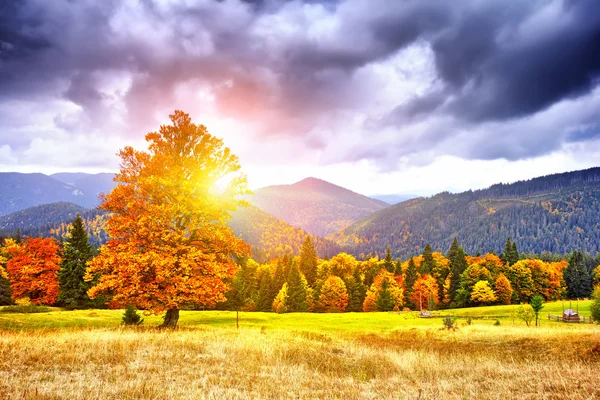Majestueuze particolored bos met zonnige balken. Natuurpark. DRA — Stockfoto
