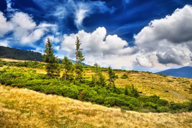 Manzara ağaç ve mavi gökyüzü altında yeşil taze çim alan. Dr