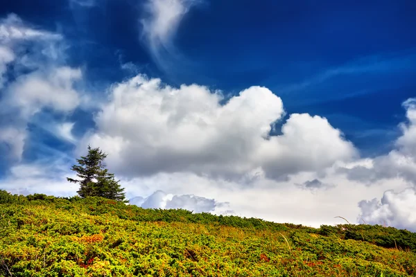 Árbol de paisaje y campo de hierba fresca verde bajo el cielo azul —  Fotos de Stock