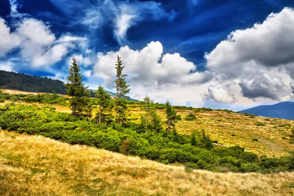 Paisagem árvore e campo de grama fresca verde sob o céu azul. Doutor... — Fotografia de Stock