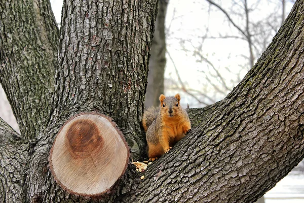 Rotes Eichhörnchen schaut aus dem Schritt eines Baumes — Stockfoto