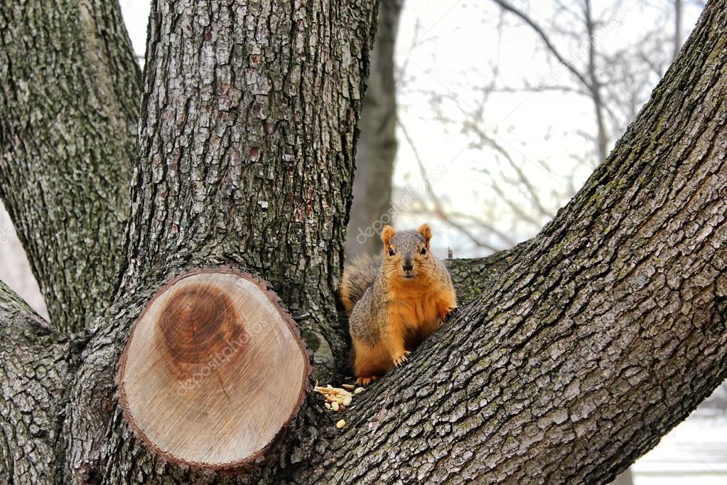 Red Squirrel looking out from the crotch of a tree