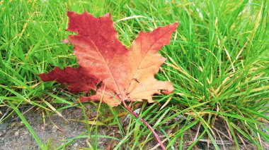 Yeşil çimlerin üzerinde renkli akçaağaç yaprağı var. Sonbahar ve hava tahmini kavramı.