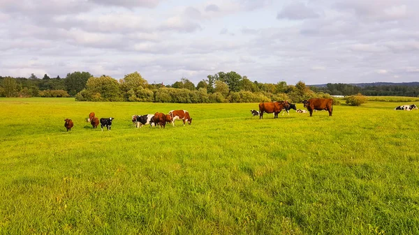 Över Betande Kor Ängen Molnig Himmel Jordbruk Och Boskap — Stockfoto