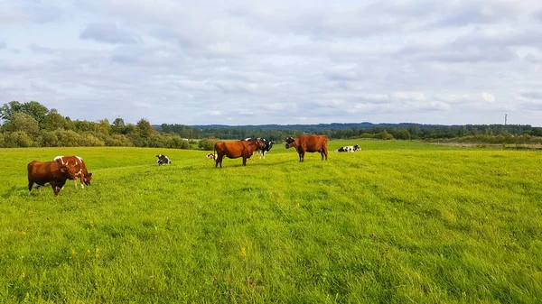 Vista Vacas Pastando Prado Bajo Cielo Nublado Agricultura Ganadería — Foto de Stock