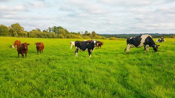 Vista Vacas Pastando Prado Bajo Cielo Nublado Agricultura Ganadería —  Fotos de Stock