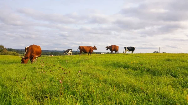 Vista Vacas Pastando Prado Sob Céu Nublado Conceito Agricultura Criação — Fotografia de Stock