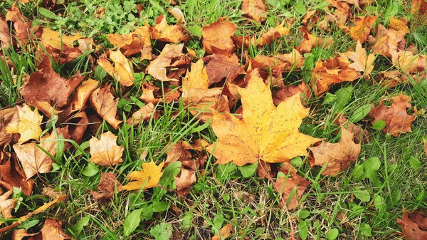 Outono Grama Floresta Fundo Folhas Caindo Vermelho Amarelo Marrom Deitado — Fotografia de Stock