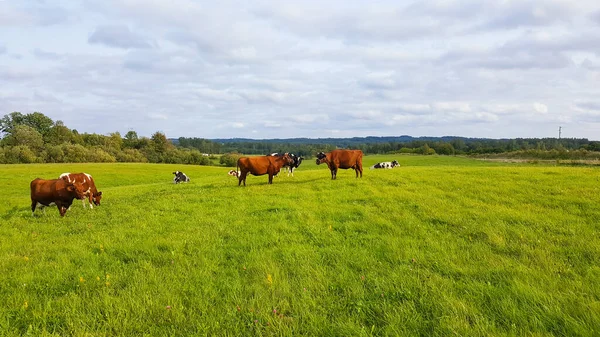 Zicht Grazende Koeien Weide Onder Bewolkte Lucht Landbouw Veeteelt Stockfoto