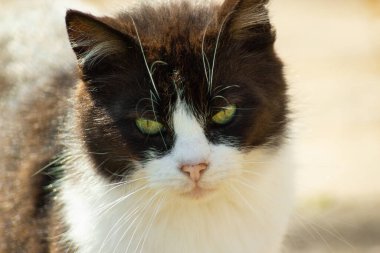 Beyaz-kahverengi kedi kameraya bakıyor, yakın plan portre..