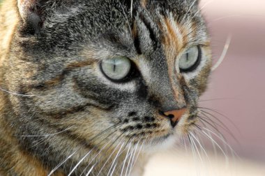 Büyük şaşırmış gözleriyle çizgili kedinin yakın plan portresi..