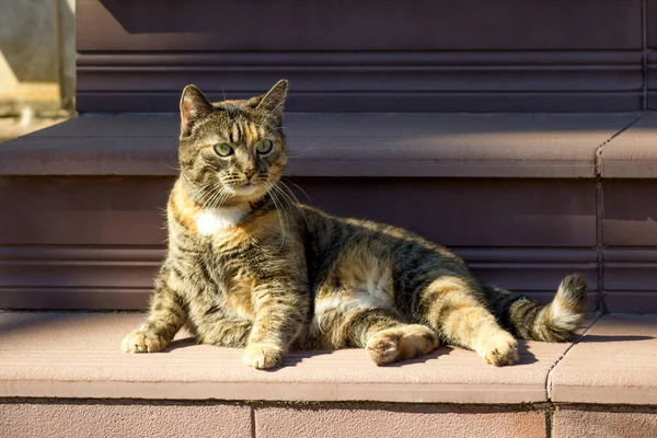 Domácí Pruhovaná Kočka Ležící Verandě Svého Domu — Stock fotografie