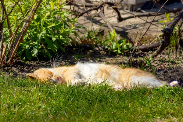 Hemlös Ingefära Katt Sover Gräset Utomhus — Stockfoto