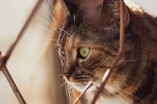 Fermer Les Détails Visage Chat Côté Avec Arrière Plan Flou — Photo