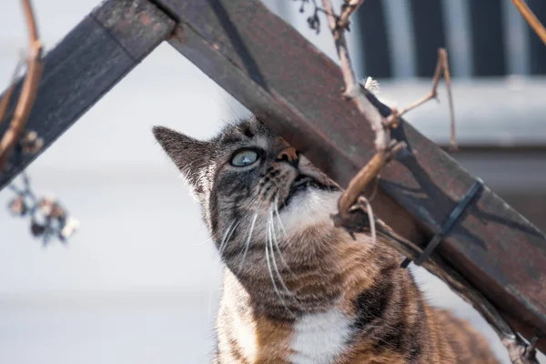 Tricolor Nyfiken Katt Sniffar Något Utomhus — Stockfoto
