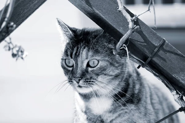 Забавный Удивленный Кот Большими Глазами Открытом Воздухе Черно Белая Фотография — стоковое фото