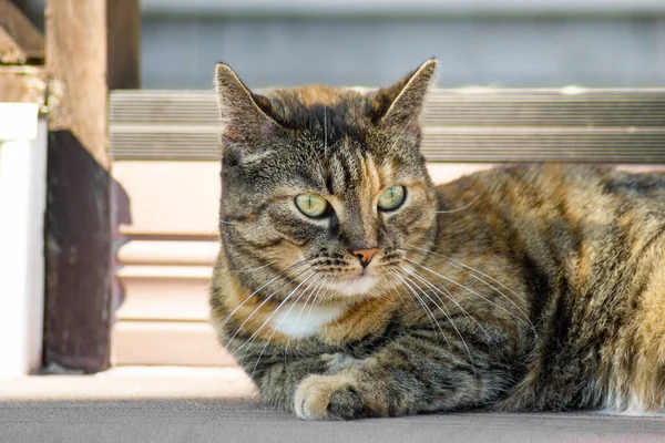 Husmor Randig Katt Liggande Verandan Huset — Stockfoto