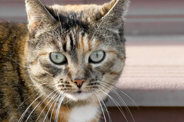 Närbild Porträtt Randig Katt Med Stora Förvånade Ögon — Stockfoto
