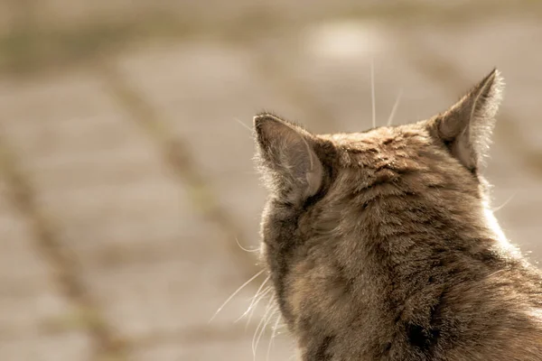 Tabby Chat Assoit Arrière Regarde Quelque Chose Plein Air Fond — Photo