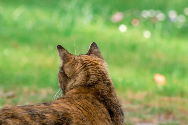 Tabby Chat Assoit Regarde Quelque Chose Fond Flou Espace Copie — Photo