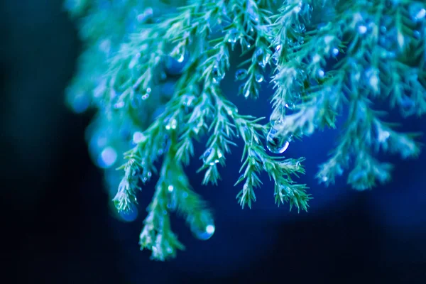 Синий Лесной Фон Ветвей Ели Капельками Воды После Дождя Эвергрин — стоковое фото