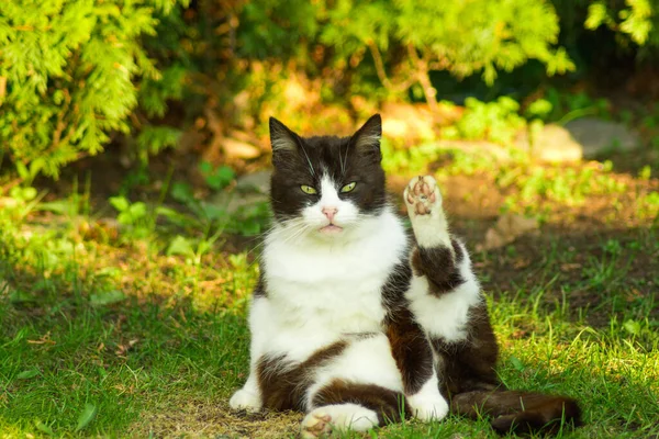 Gato Preto Branco Senta Com Pata Traseira Levantada Olha Atentamente — Fotografia de Stock