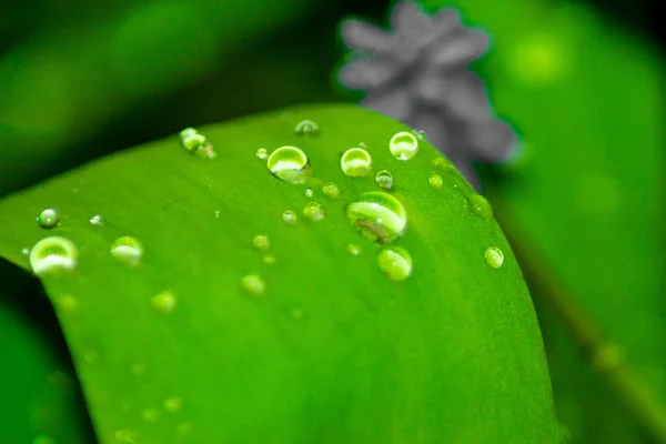 Close Raindrops Leaf Fresh Spring Nature Background — Stock Photo, Image