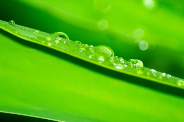 Свіжа Зелена Трава Краплями Води Ній — стокове фото
